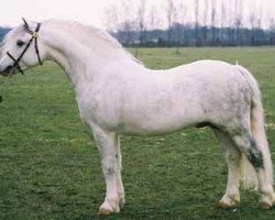 stallion Springbourne Caerwyn (Welsh mountain pony (SEK.A), 1994, from Breachwood Marwyn)