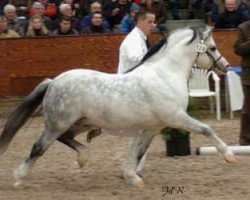 stallion Gulden Hoef's Vivaldi (Welsh mountain pony (SEK.A), 1993, from Nachtegaal's Captain)