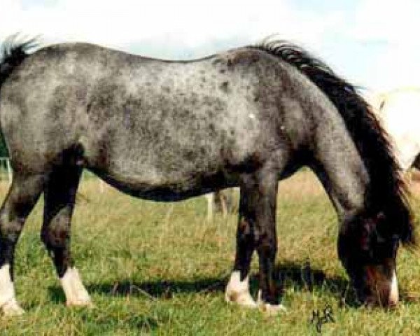 broodmare Friars Lavender (Welsh mountain pony (SEK.A), 1975, from Friars Ranger)