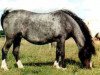 Zuchtstute Friars Lavender (Welsh Mountain Pony (Sek.A), 1975, von Friars Ranger)