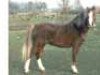 stallion Flevorzicht's Gerrit (Welsh mountain pony (SEK.A), 1988, from Boreas Ubbo)