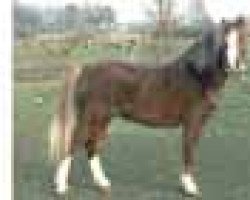 stallion Flevorzicht's Gerrit (Welsh mountain pony (SEK.A), 1988, from Boreas Ubbo)