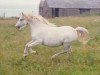 broodmare Revel Curtsey (Welsh mountain pony (SEK.A), 1978, from Revel Carlo)