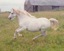 Zuchtstute Revel Curtsey (Welsh Mountain Pony (Sek.A), 1978, von Revel Carlo)