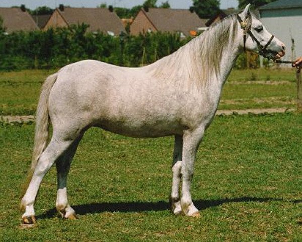 Pferd Revel Comfrey (Welsh Mountain Pony (Sek.A), 1987, von Revel Humming Top)