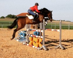 broodmare Chloé Céline (Württemberger, 2010, from Clintord)