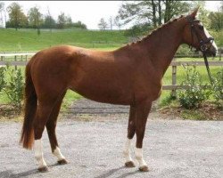 broodmare La Luna 352 (Westphalian, 2009, from Ludwigs As)