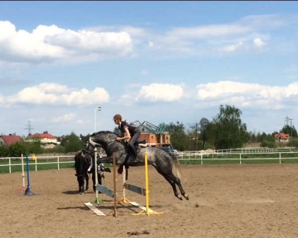 Pferd Całus (Polnisches Warmblut, 2010, von Krym)