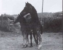 Zuchtstute Trefaes Brackenleaf (Welsh-Cob (Sek. D), 1975, von Rhandir Cadno)