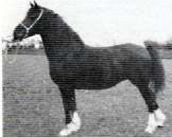 Zuchtstute Trefaes Bessie (Welsh-Cob (Sek. D), 1984, von Furthermoors Solomon)