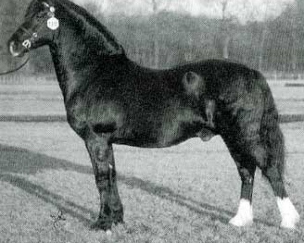 stallion Trefaes Brenin Du (Welsh-Cob (Sek. D), 1989, from Cyttir Telynor)