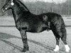 stallion Trefaes Brenin Du (Welsh-Cob (Sek. D), 1989, from Cyttir Telynor)