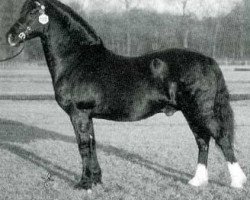 Deckhengst Trefaes Brenin Du (Welsh-Cob (Sek. D), 1989, von Cyttir Telynor)