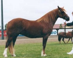 Zuchtstute Minafon Brenhines (Welsh-Cob (Sek. D), 1998, von Cyttir Telynor)