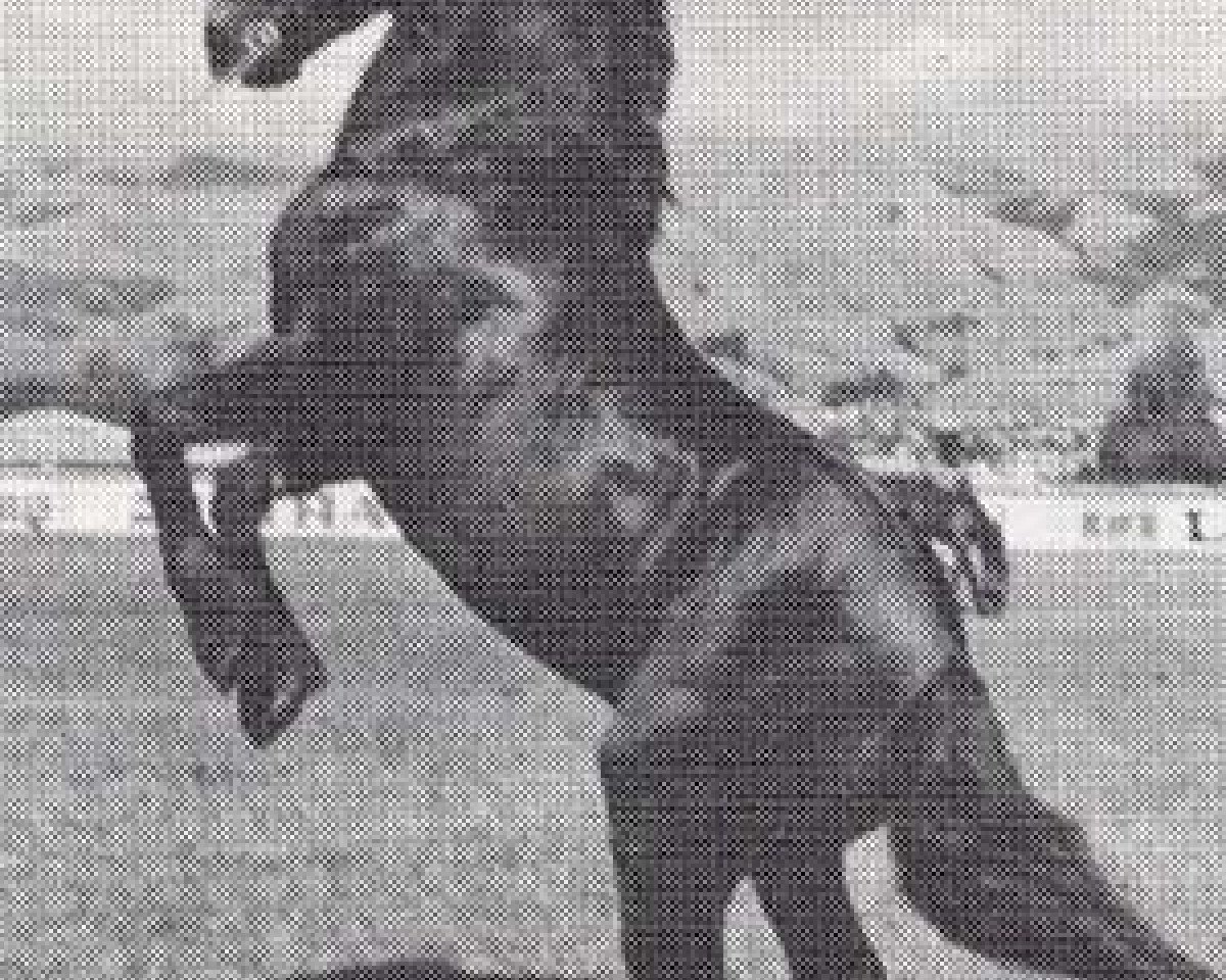 stallion Hewid Dafydd (Welsh-Cob (Sek. D), 1965, from Cahn Dafydd)