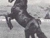 stallion Hewid Dafydd (Welsh-Cob (Sek. D), 1965, from Cahn Dafydd)
