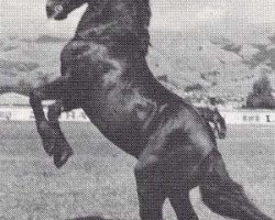 stallion Hewid Dafydd (Welsh-Cob (Sek. D), 1965, from Cahn Dafydd)