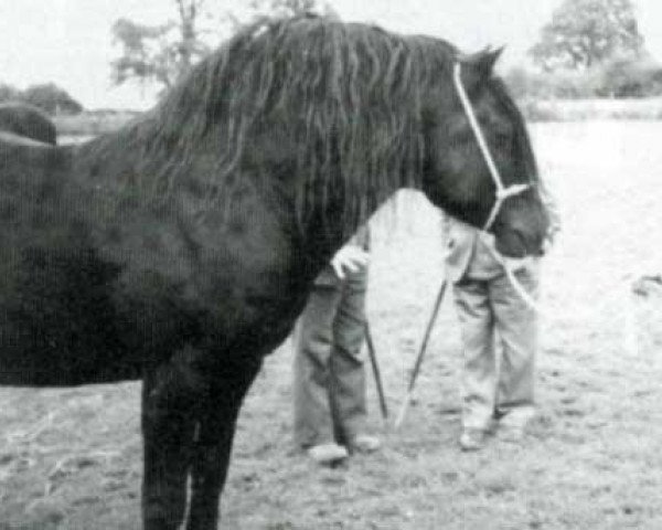 stallion Fronarth Llewelyn (Welsh-Cob (Sek. D), 1982, from Cyttir Telynor)