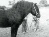 stallion Fronarth Llewelyn (Welsh-Cob (Sek. D), 1982, from Cyttir Telynor)