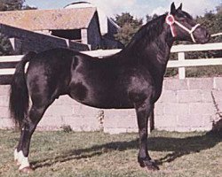 Zuchtstute Fronarth Brenhines (Welsh-Cob (Sek. D), 1977, von Brenin Dafydd)