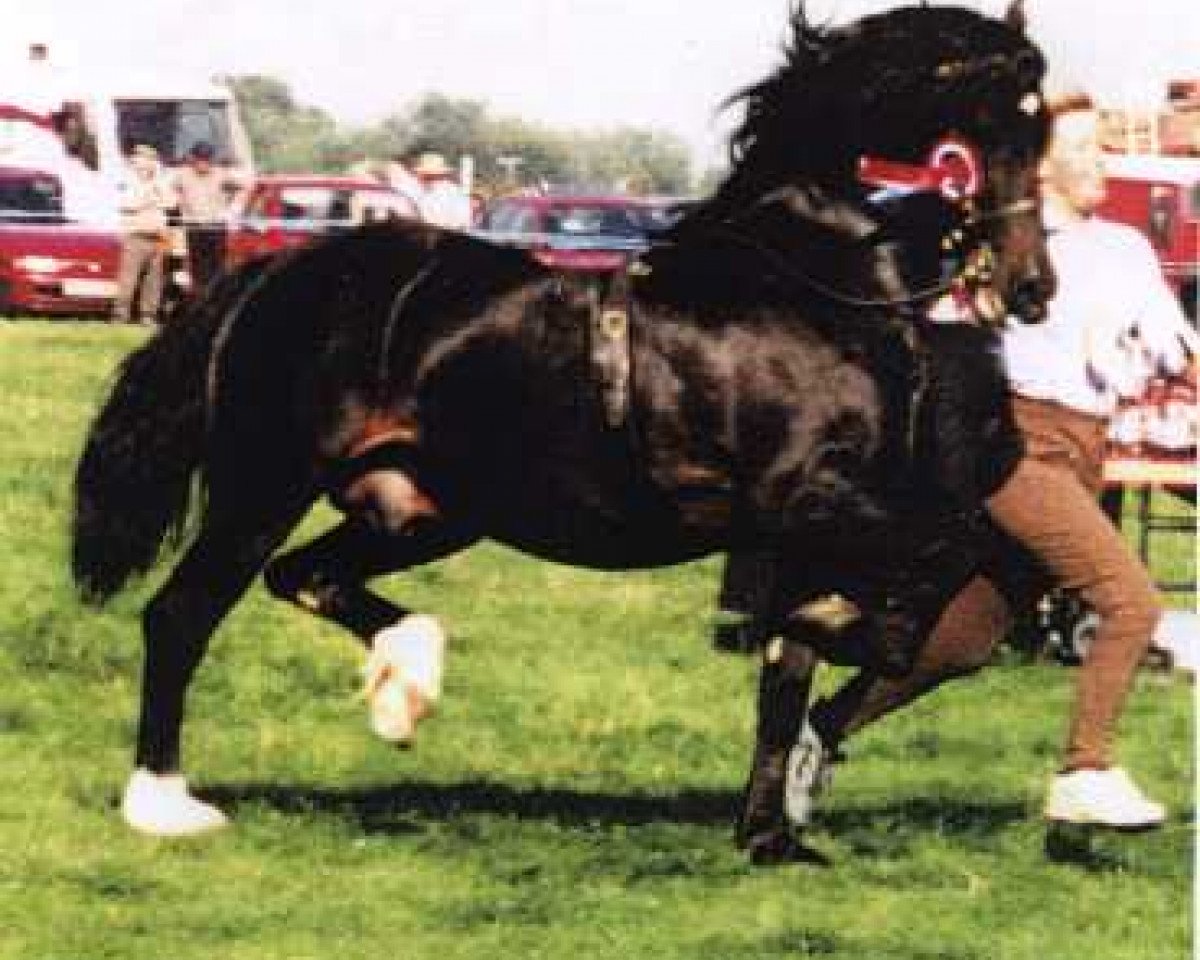 stallion Fronarth Victor (Welsh-Cob (Sek. D), 1990, from Ebbw Victor)