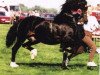 stallion Fronarth Victor (Welsh-Cob (Sek. D), 1990, from Ebbw Victor)