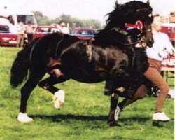 stallion Fronarth Victor (Welsh-Cob (Sek. D), 1990, from Ebbw Victor)