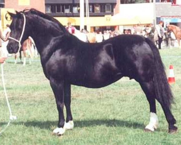 broodmare Fronarth Boneddiges (Welsh-Cob (Sek. D), 1983, from Cyttir Telynor)