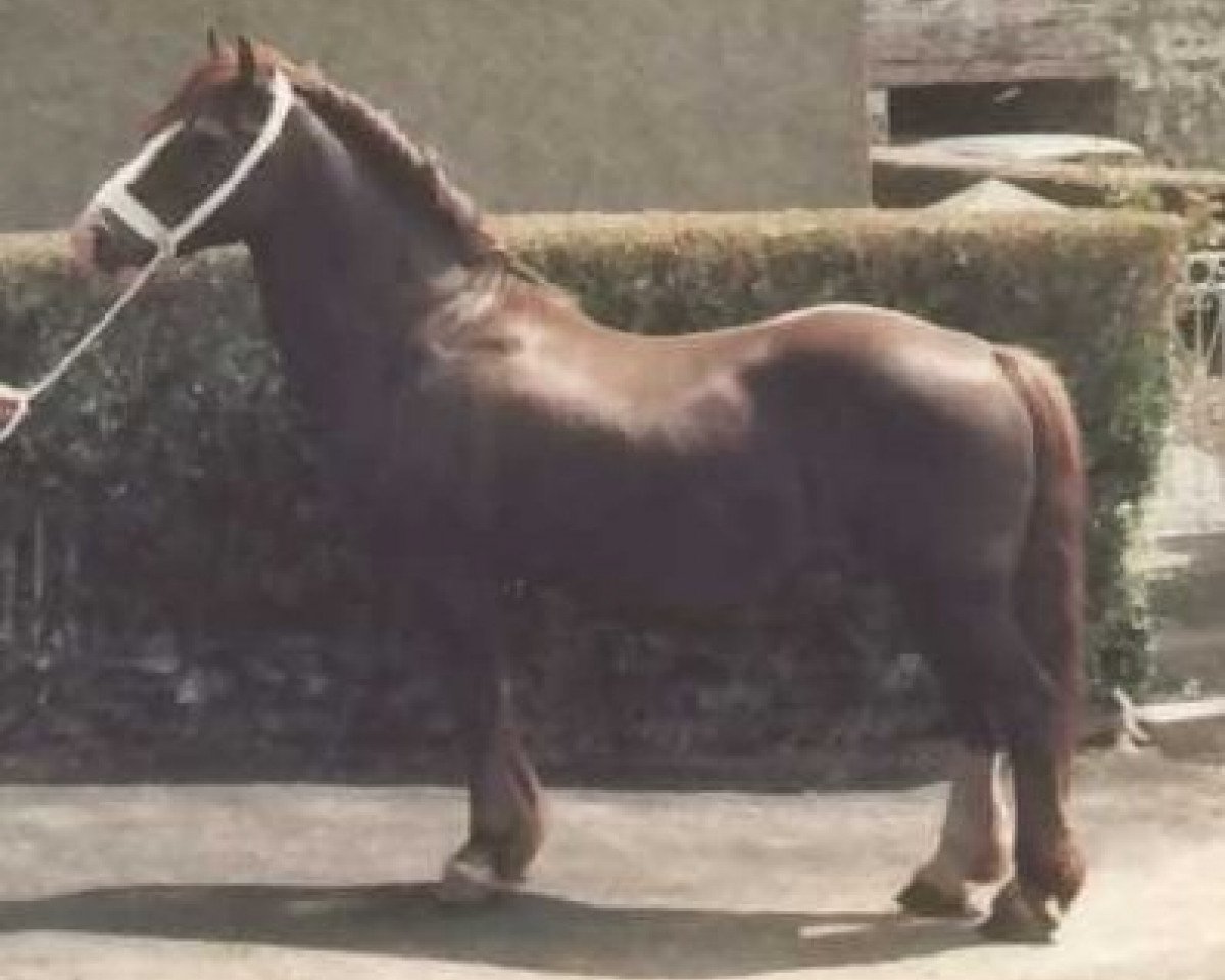 Deckhengst Farian Prince (Welsh-Cob (Sek. D), 1961, von Cahn Dafydd)