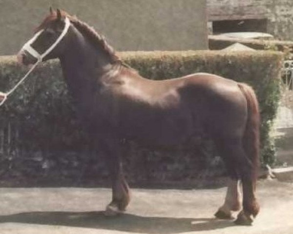 stallion Farian Prince (Welsh-Cob (Sek. D), 1961, from Cahn Dafydd)