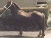 stallion Farian Prince (Welsh-Cob (Sek. D), 1961, from Cahn Dafydd)