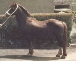 Deckhengst Farian Prince (Welsh-Cob (Sek. D), 1961, von Cahn Dafydd)