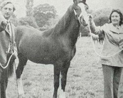 Zuchtstute Arthen Bernadette (Welsh-Cob (Sek. D), 1973, von Llanarth Meredith ap Braint)