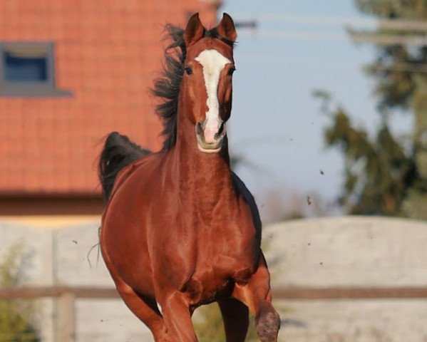 broodmare La Takkata - KL (Oldenburg, 2010, from Casiro I)