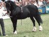 stallion Cyttir Telynor (Welsh-Cob (Sek. D), 1978, from Derwen Telynor)