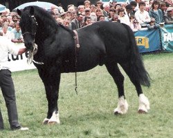 stallion Cyttir Telynor (Welsh-Cob (Sek. D), 1978, from Derwen Telynor)