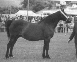 broodmare Cathedine Maureen (Welsh-Cob (Sek. D), 1970, from Parc Welsh Flyer)