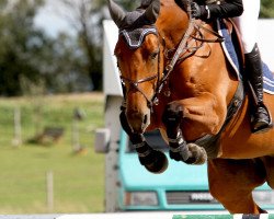 Pferd Chicolina Lou (Hessisches Warmblut, 2004, von Corrado G)