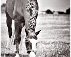 dressage horse Dorian Grey 30 (German Riding Pony, 1992, from Derby)