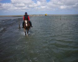 Pferd Pretty Girl (Westfale, 1992, von Palisander)