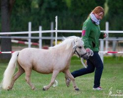 Zuchtstute Fine Design van de Lopster Toren (Shetland Pony (unter 87 cm), 2012)