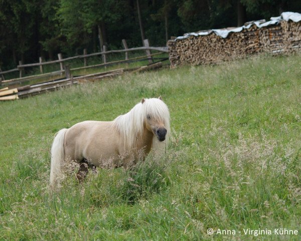 stallion Picasso K (Shetland pony (under 87 cm), 2000, from Puccini)