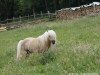 stallion Picasso K (Shetland pony (under 87 cm), 2000, from Puccini)