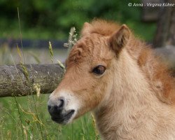 Zuchtstute Valkje vom Emmerblick (Shetland Pony (unter 87 cm), 2015, von Picasso K)