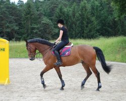 jumper Csoe Camiro (Irish Sport Horse, 2007, from Captain Clover)