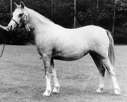 horse Sumrin Titiana (Welsh mountain pony (SEK.A), 1980, from Vardra Julius)