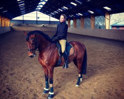 dressage horse Ferdinand 278 (Hanoverian, 2009, from Florencio I)