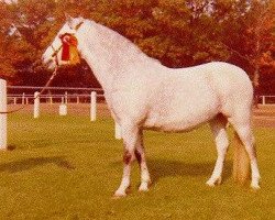 Zuchtstute Stoatley Polyanthus (Welsh Mountain Pony (Sek.A), 1976, von Coed Coch Peilat)