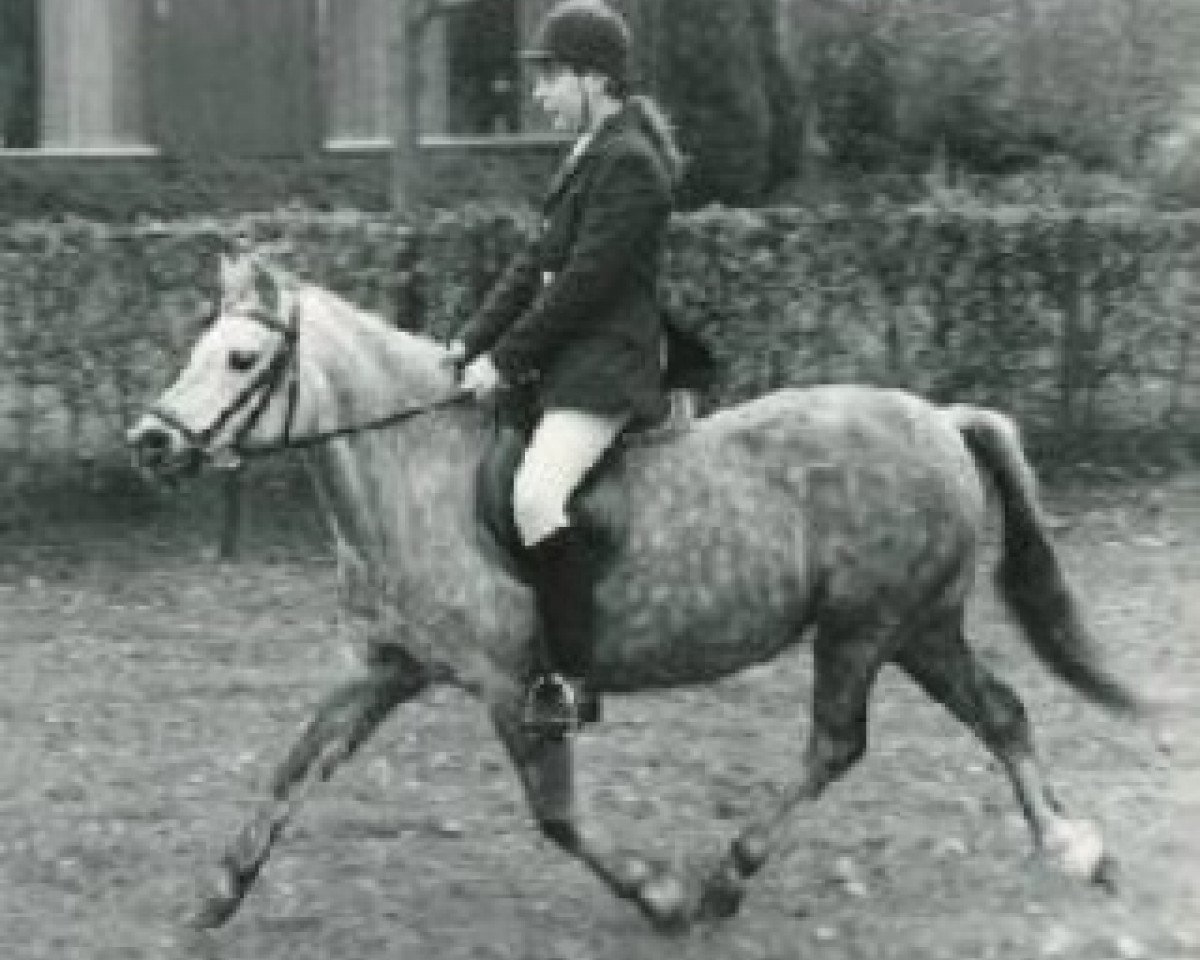 broodmare Dyrin Seren Wen (Welsh mountain pony (SEK.A), 1971, from Brierwood Goldleaf)