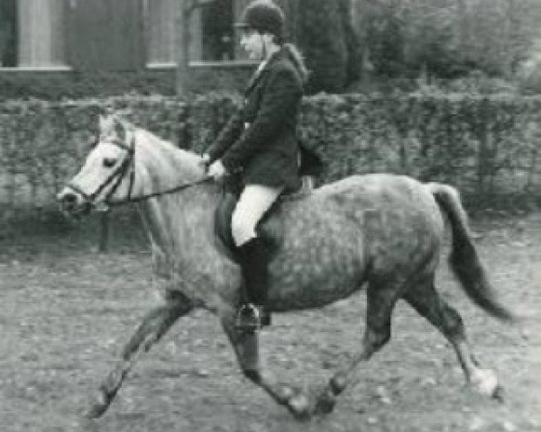 Zuchtstute Dyrin Seren Wen (Welsh Mountain Pony (Sek.A), 1971, von Brierwood Goldleaf)